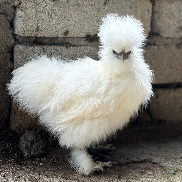 How Many Hens Per Rooster? The Ideal Ratio for a Happy Flock ๐๐