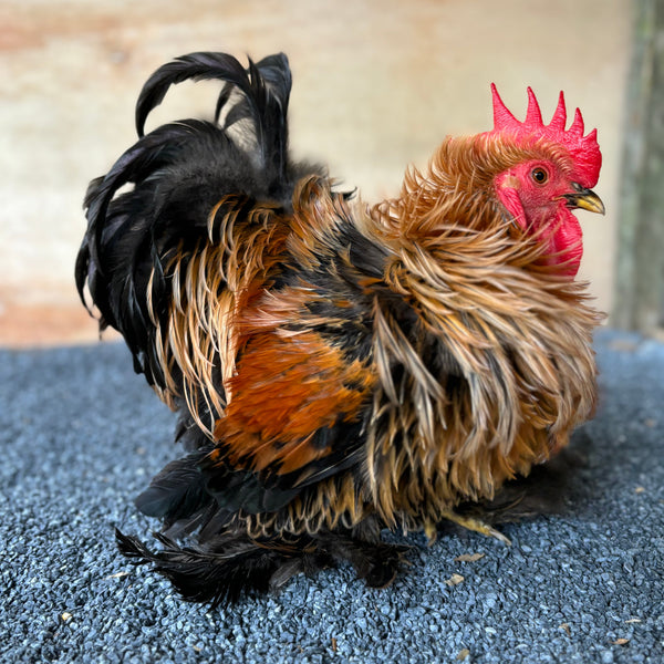 a chicken who is blind and is on the way to recovery due to the care that is given