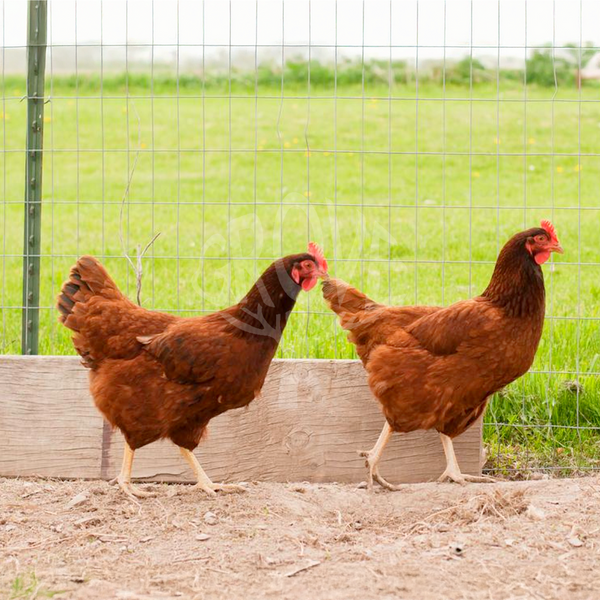 Rhode Island Red Temperament and Behavior in Backyard Settings