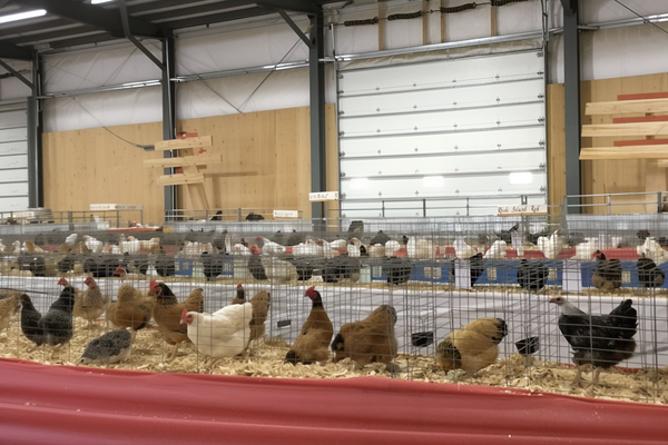 Utility Chicken Competition at the AgroTernak Entrepreneur Carnival, Penang 2025