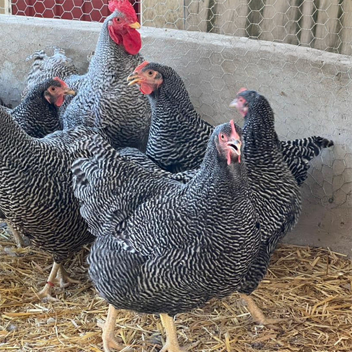 A classic Barred Plymouth Rock chicken with its iconic black-and-white striped feathers. Known for its hardy nature, excellent egg production, and perfect for backyard poultry farming enthusiasts