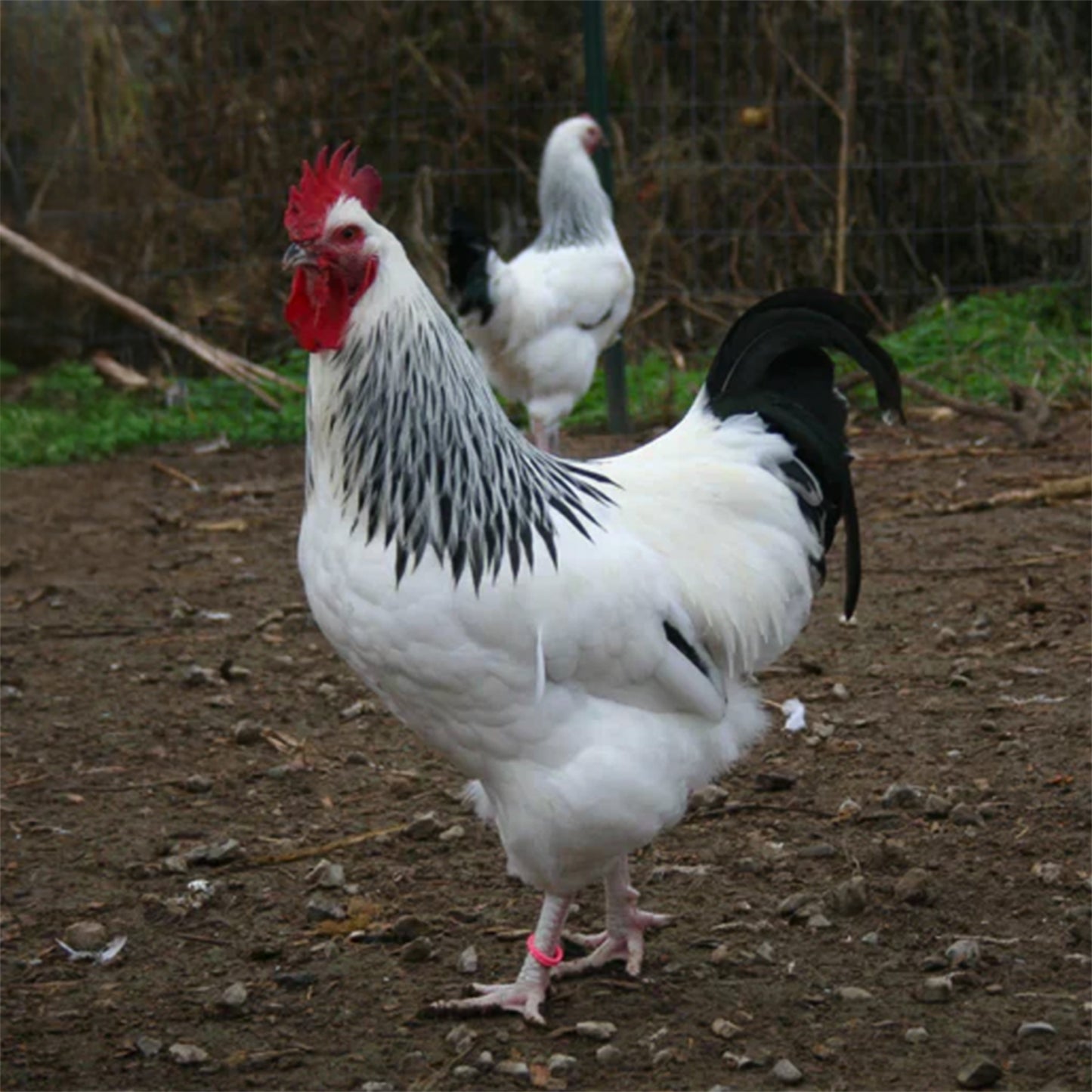 Light Sussex – Purebred Dual-Purpose Chick