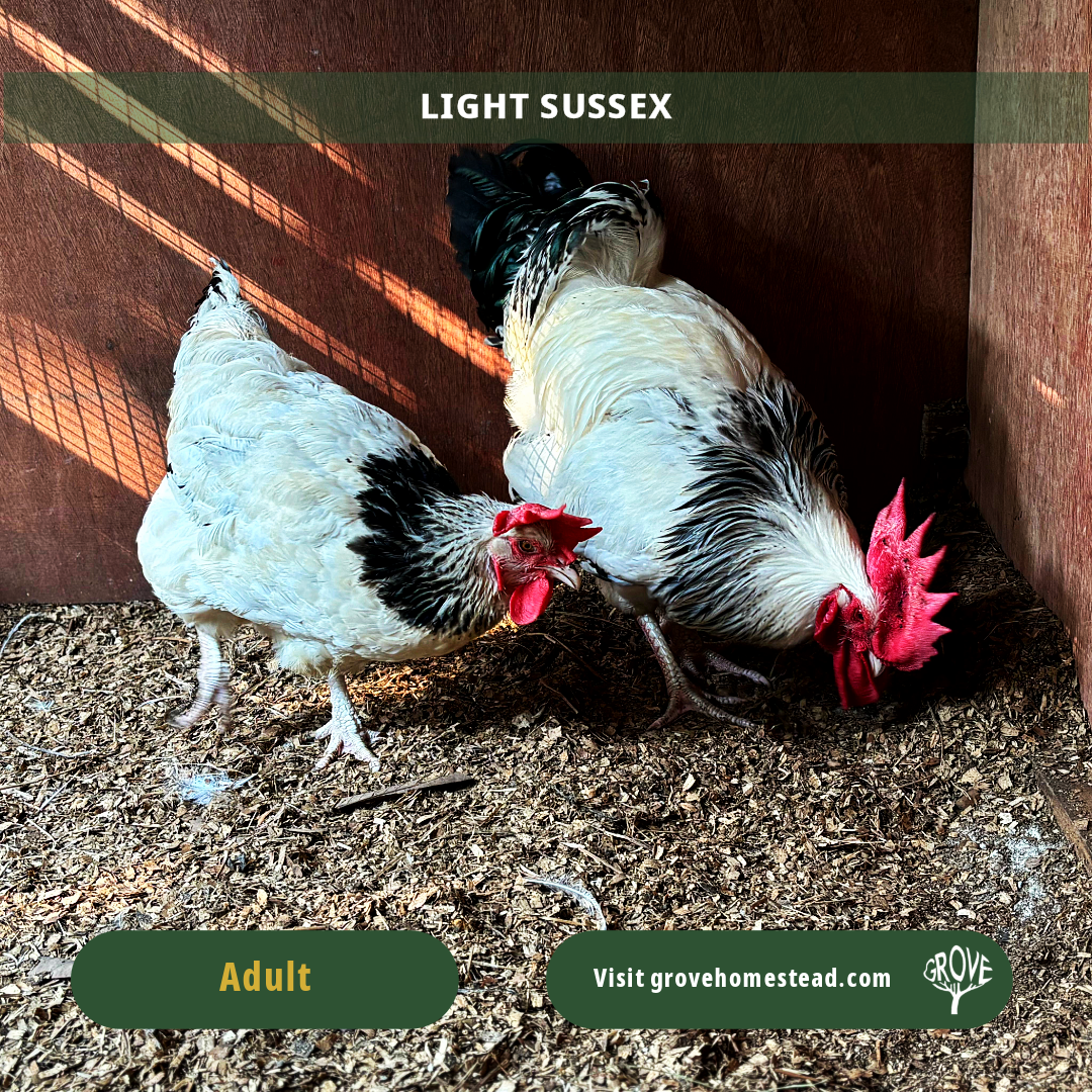 Light Sussex – Purebred Dual-Purpose Chick