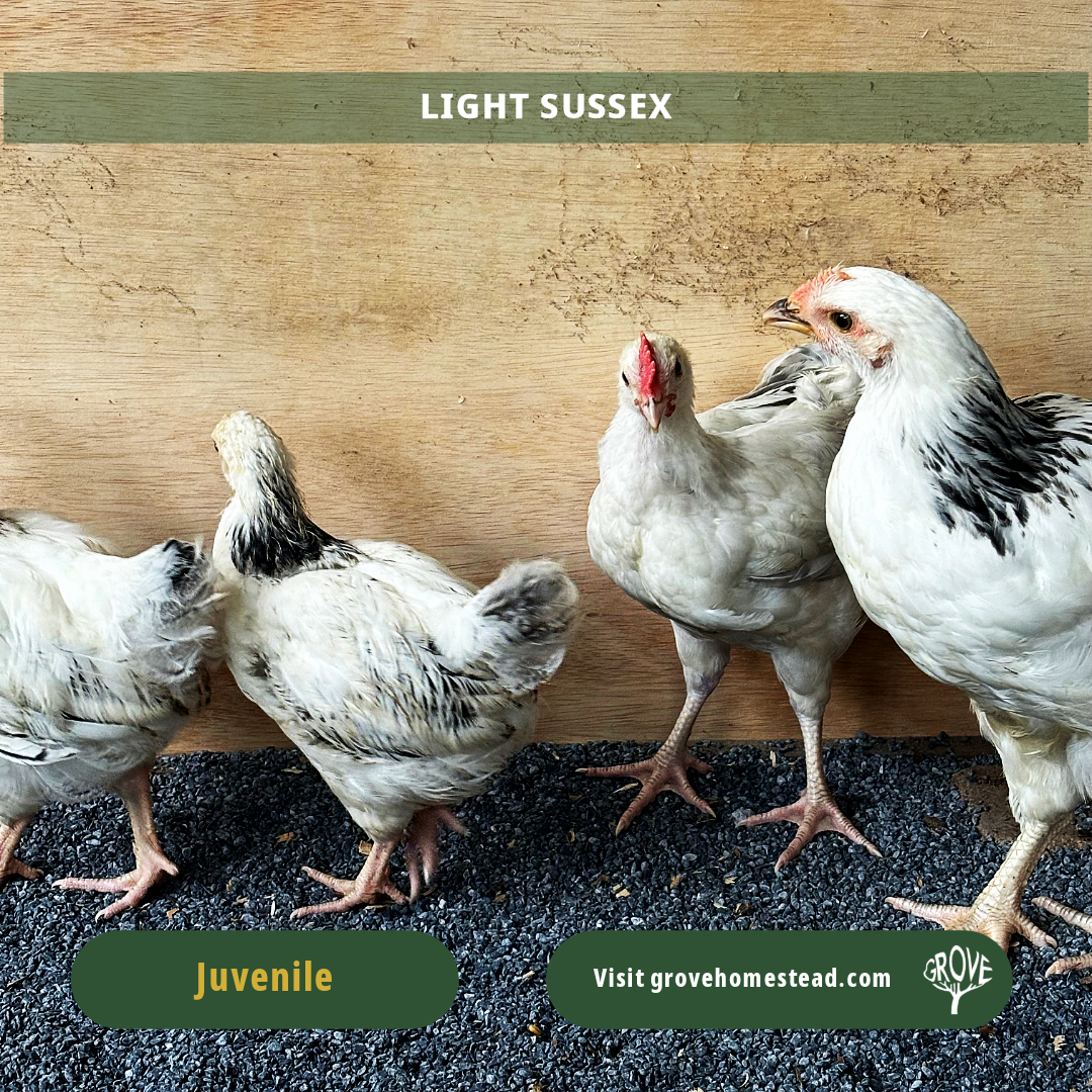 Light Sussex – Purebred Dual-Purpose Chick
