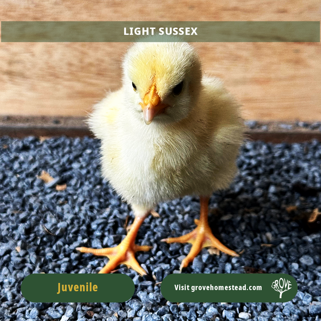 Light Sussex – Purebred Dual-Purpose Chick