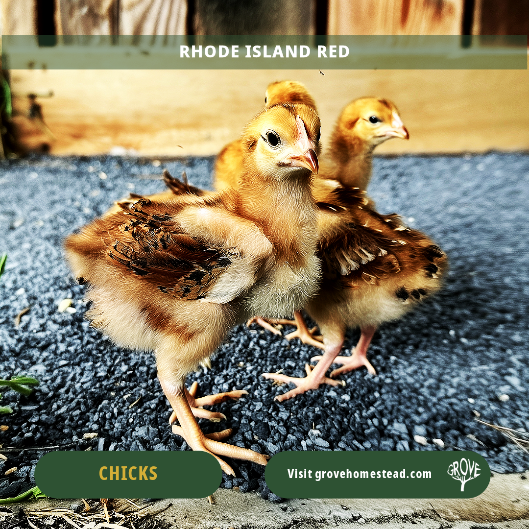 Heritage Chick Starter Kit