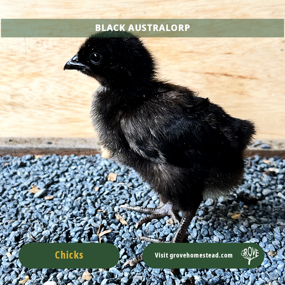 Heritage Chick Starter Kit