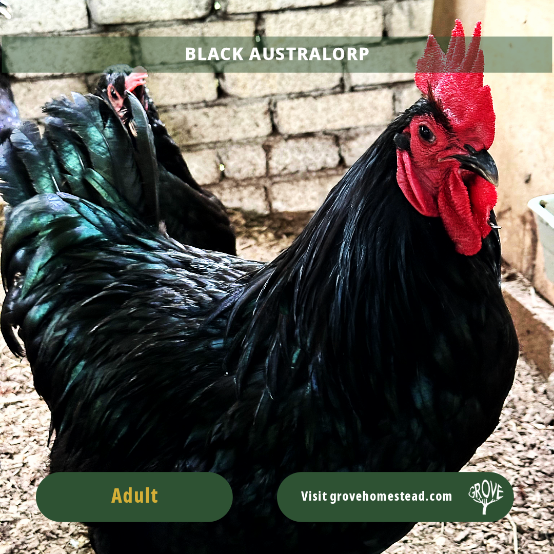 Black Australorp