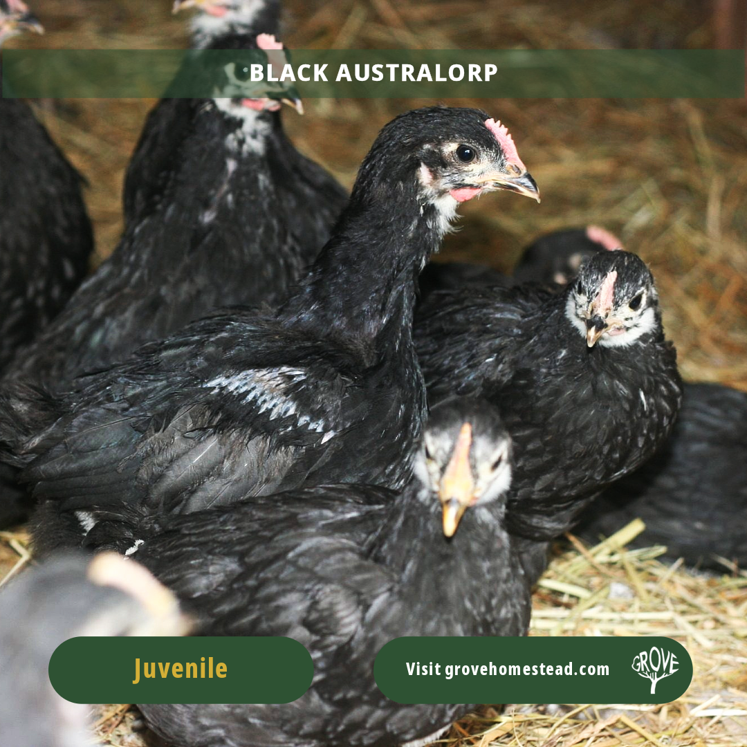 Black Australorp