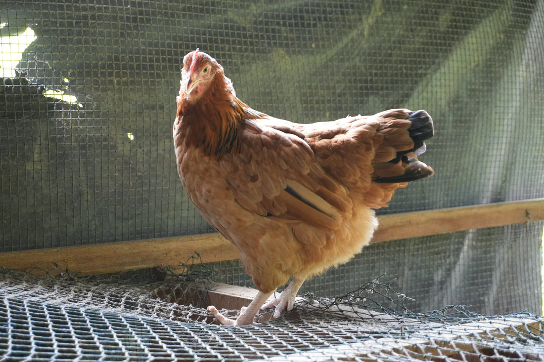 Broody hen sitting on a nest in a wooden coop during broodiness