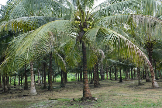 Not All Coconuts Are the Same: A Closer Look at Malaysia's Coconut Trees