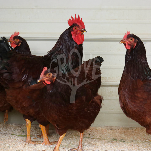 Rhode Island Red Eggs: Production, Laying Age, and How to Boost Egg Quality Naturally