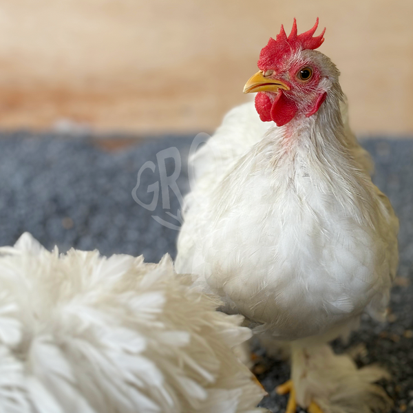 White Pekin Bantams are small, ornamental chickens known for their friendly nature and fluffy feathers.