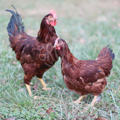 Kami menawarkan ayam Rhode Island Red daripada baka tulen yang terkenal dengan penghasilan telur dan daya tahan yang tinggi. Sesuai untuk penternak hobi, keselamatan makanan, atau penternakan komersial, ayam ini adalah pilihan utama untuk mereka yang mencari baka asli atau ayam purebreed.

Mulakan ternakan anda dengan baka unggul ini dan nikmati hasil yang berkualiti!