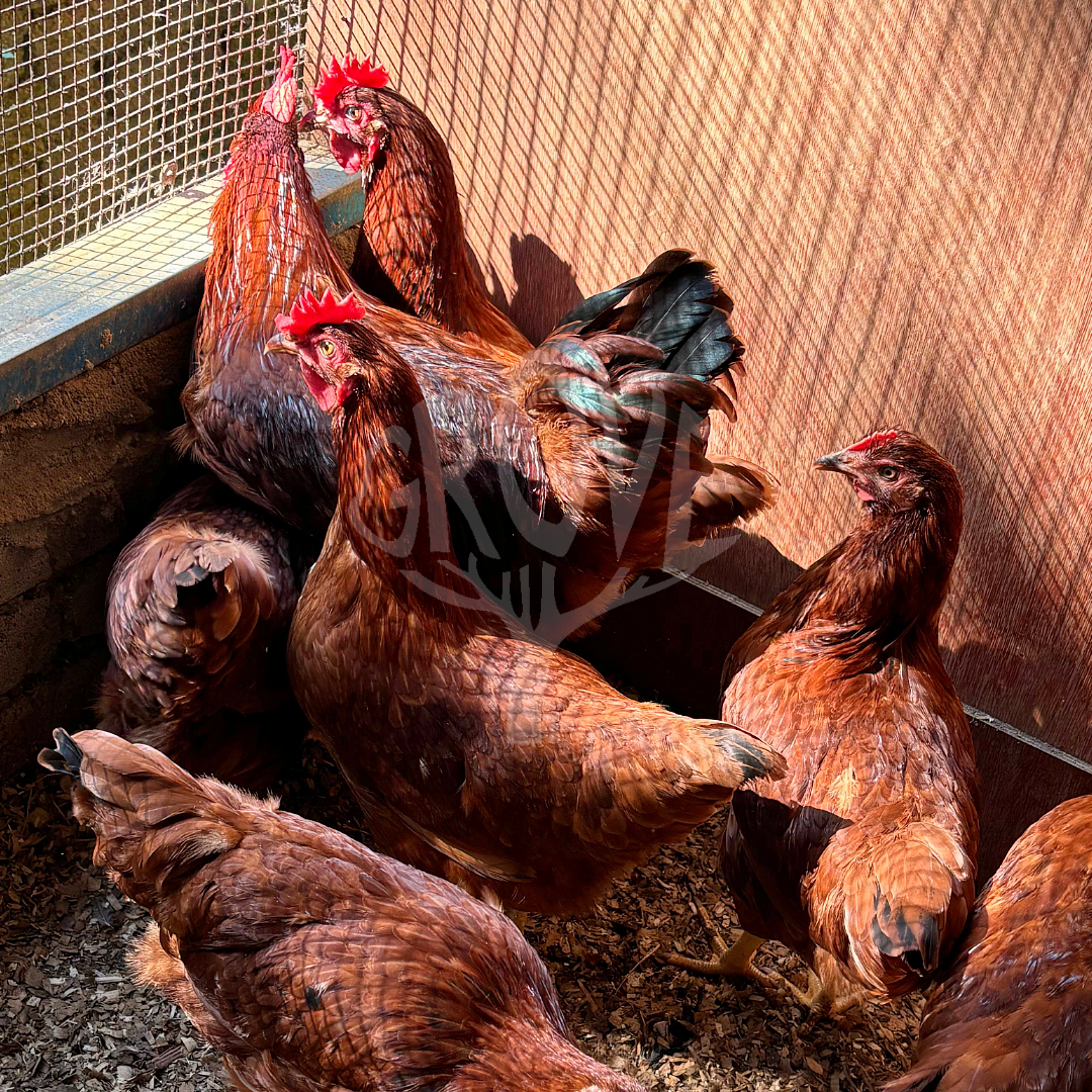 Ayam Rhode Island Red adalah baka asli yang terkenal dengan produktiviti telur dan daya tahan badan yang kuat. Sesuai untuk penternak hobi, keselamatan makanan, atau perniagaan ayam, ayam ini adalah pilihan ideal untuk membina ternakan yang berkualiti.