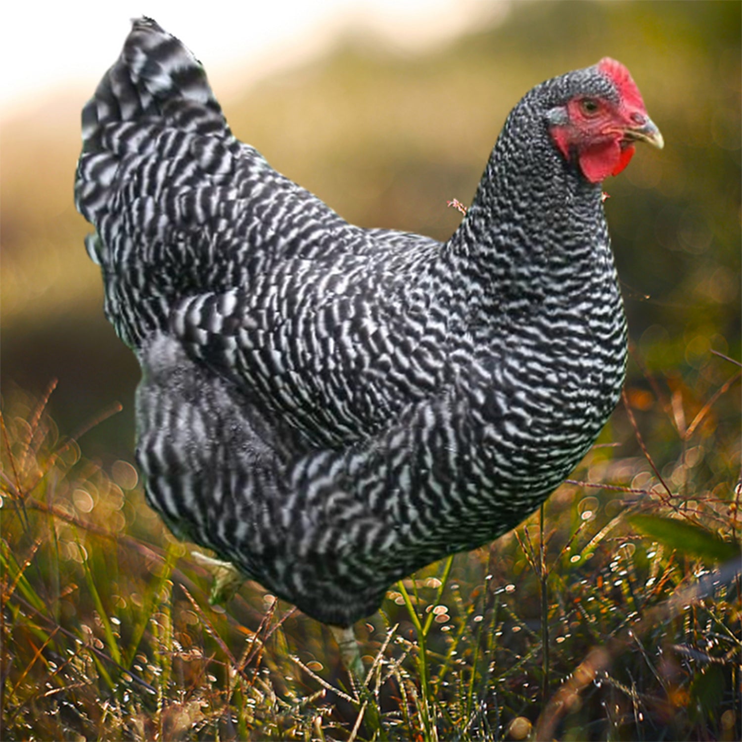 A classic Barred Plymouth Rock chicken with its iconic black-and-white striped feathers. Known for its hardy nature, excellent egg production, and perfect for backyard poultry farming enthusiasts