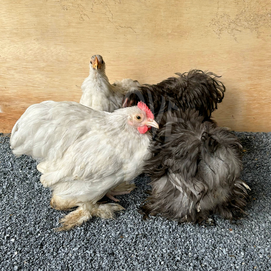 Pekin, Cochin Bantam, and Mini Cochin chickens are small, fluffy, and friendly breeds perfect for ornamental gardens, backyard flocks, and homesteads. Known for their gentle nature and compact size, these chickens are ideal for hobbyists and small spaces.