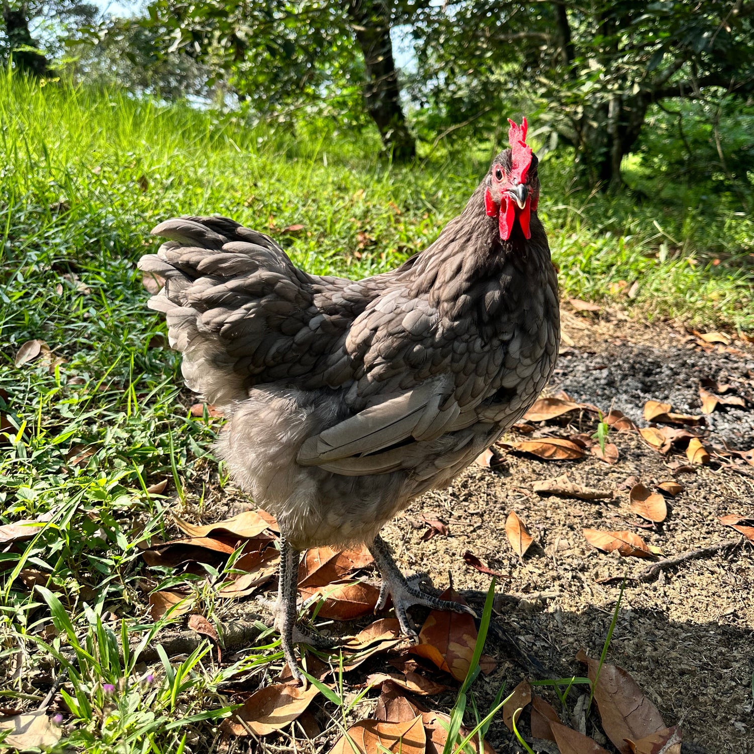 Chicken walking on a grassy path with trees in the background
