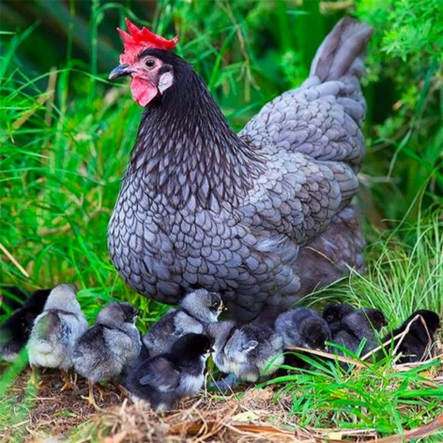 Blue Australorp