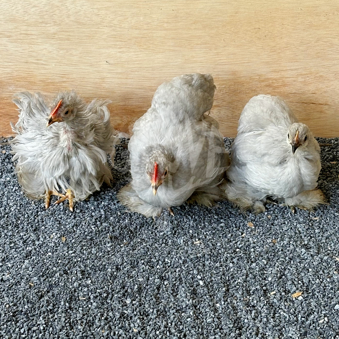 Pekin, Cochin Bantam, and Mini Cochin chickens are small, fluffy, and friendly breeds perfect for ornamental gardens, backyard flocks, and homesteads. Known for their gentle nature and compact size, these chickens are ideal for hobbyists and small spaces.