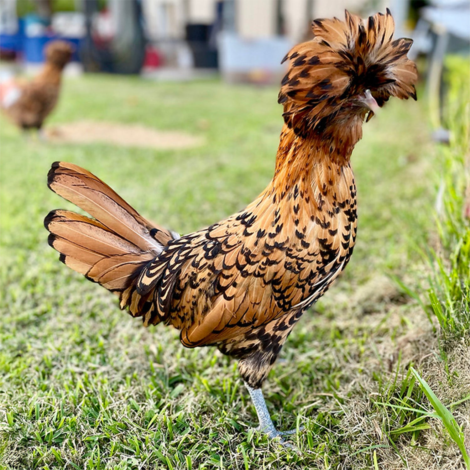 A beautiful Golden Lace Polish chicken featuring striking golden feathers with bold black lacing. Perfect for ornamental poultry lovers and backyard chicken enthusiasts.