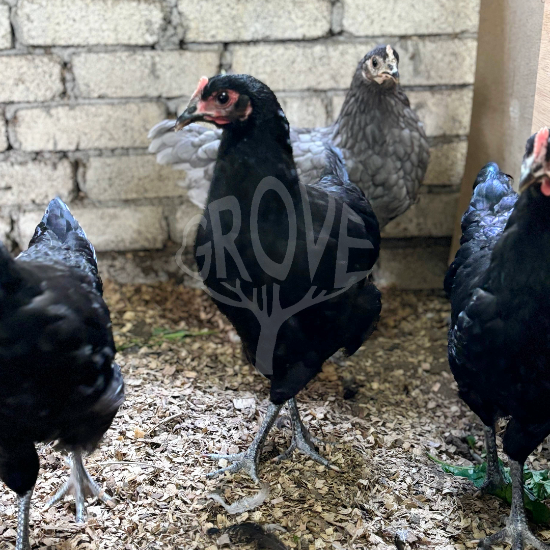 Black Australorp