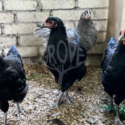 Black Australorp