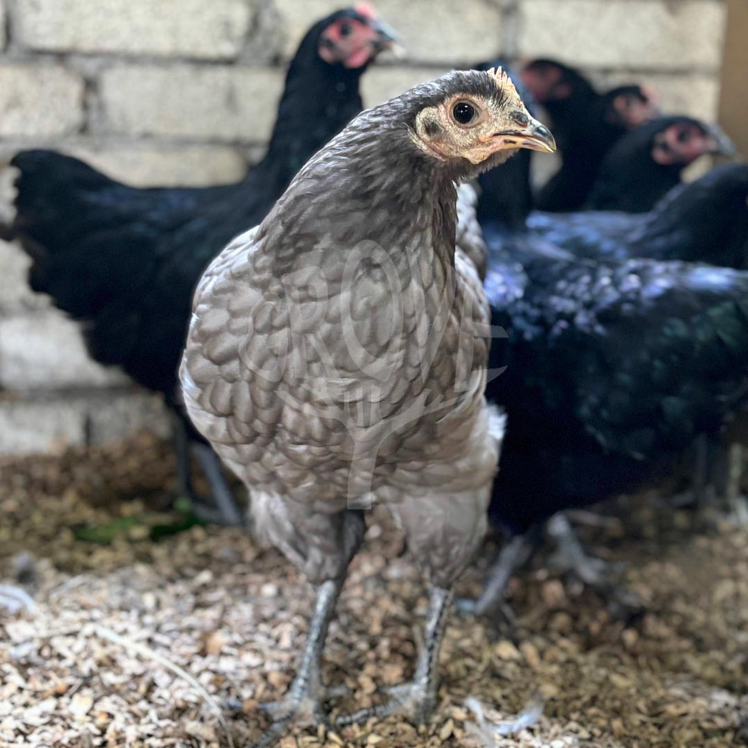 Blue Australorp