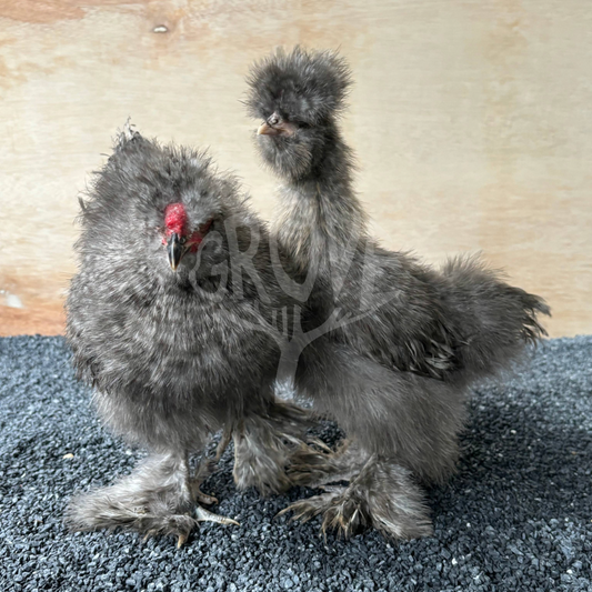 Cuckoo Silkie