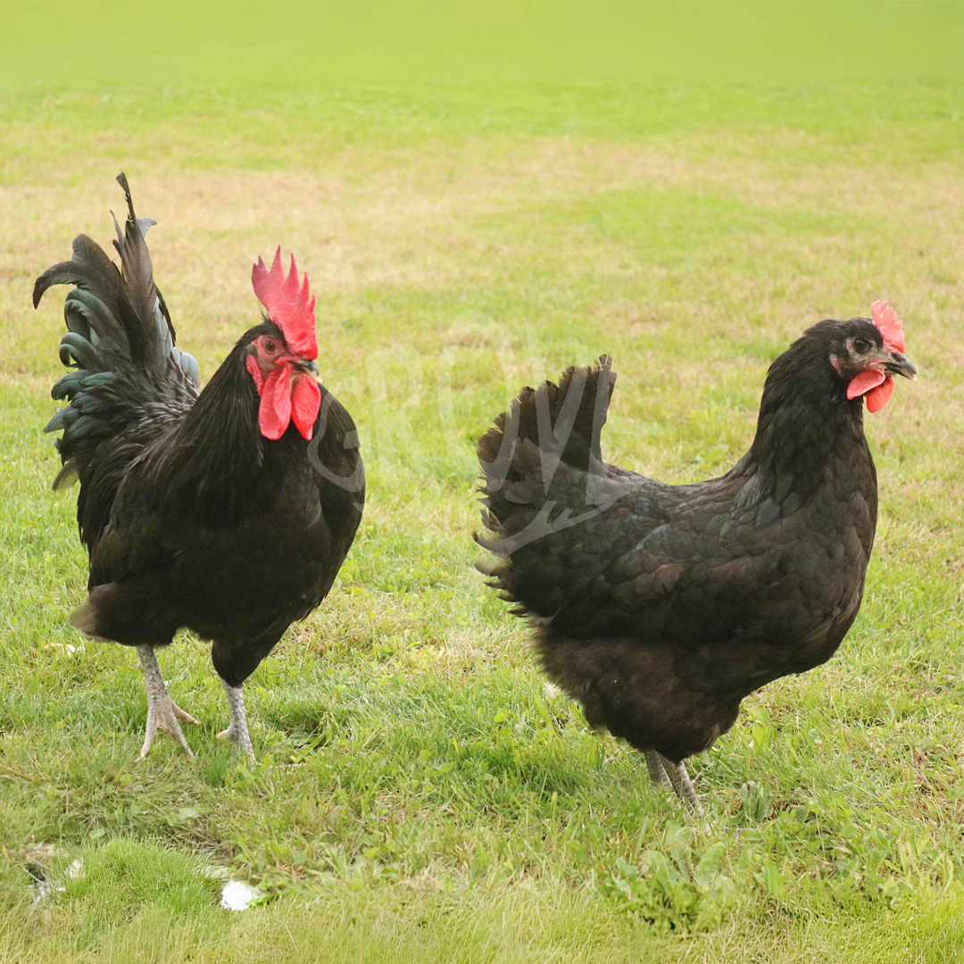 Black Australorp