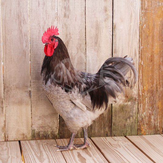 Blue Australorp