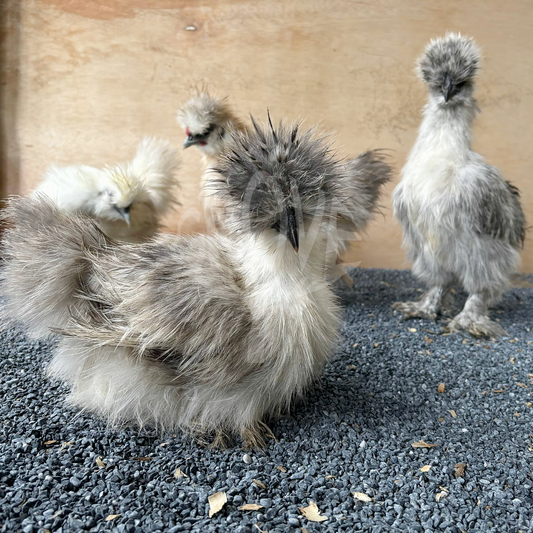 American Silkie Mix