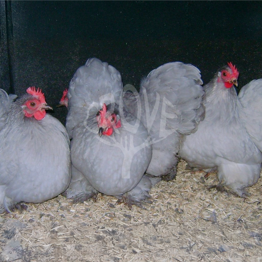 Pekin Bantam