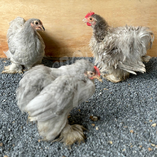 Pekin, Cochin Bantam, and Mini Cochin chickens are small, fluffy, and friendly breeds perfect for ornamental gardens, backyard flocks, and homesteads. Known for their gentle nature and compact size, these chickens are ideal for hobbyists and small spaces.