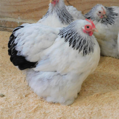 Pekin, Cochin Bantam, and Mini Cochin chickens are small, fluffy, and friendly breeds perfect for ornamental gardens, backyard flocks, and homesteads. Known for their gentle nature and compact size, these chickens are ideal for hobbyists and small spaces.