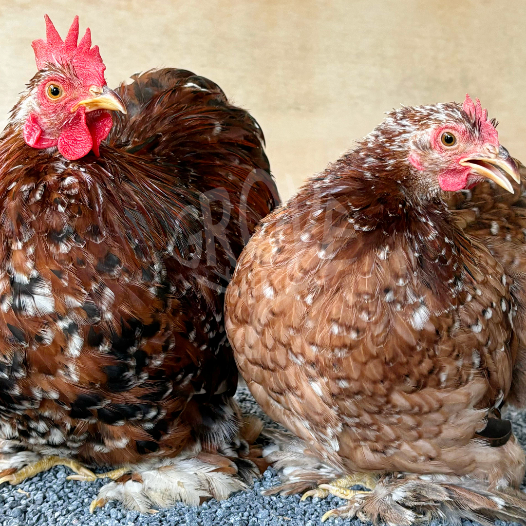 Pekin, Cochin Bantam, and Mini Cochin chickens are small, fluffy, and friendly breeds perfect for ornamental gardens, backyard flocks, and homesteads. Known for their gentle nature and compact size, these chickens are ideal for hobbyists and small spaces.