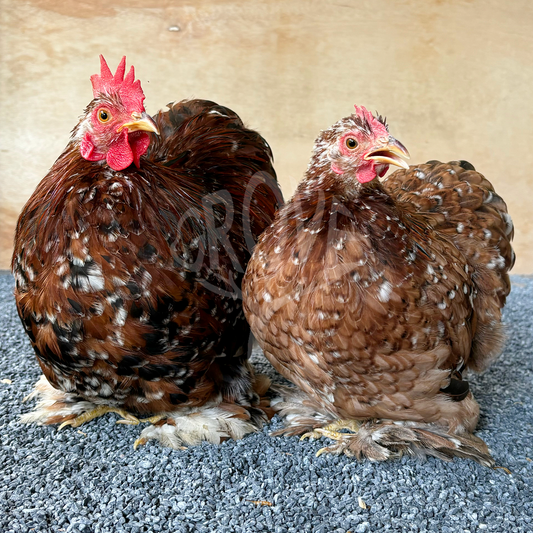 Pekin, Cochin Bantam, and Mini Cochin chickens are small, fluffy, and friendly breeds perfect for ornamental gardens, backyard flocks, and homesteads. Known for their gentle nature and compact size, these chickens are ideal for hobbyists and small spaces.