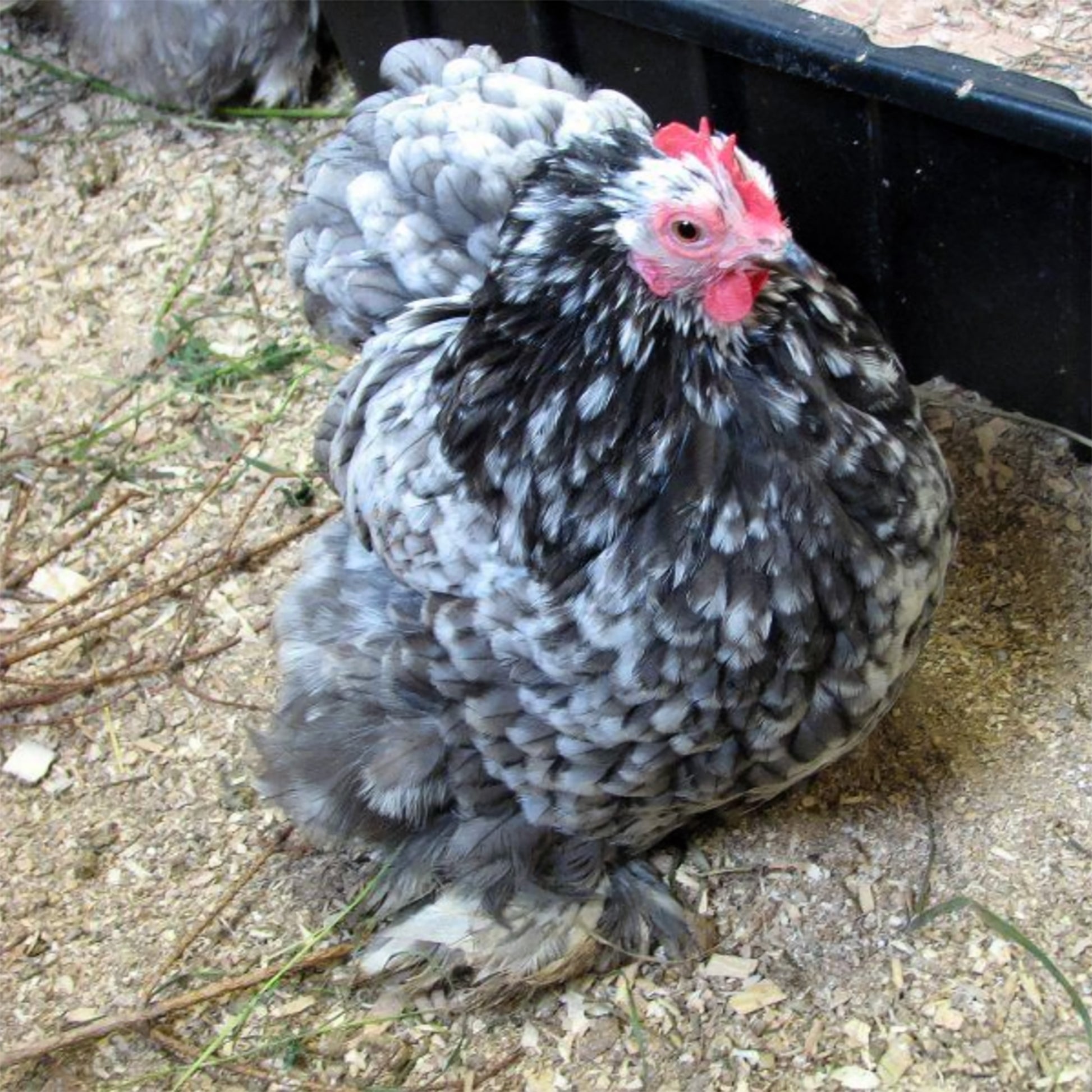 Pekin, Cochin Bantam, and Mini Cochin chickens are small, fluffy, and friendly breeds perfect for ornamental gardens, backyard flocks, and homesteads. Known for their gentle nature and compact size, these chickens are ideal for hobbyists and small spaces.