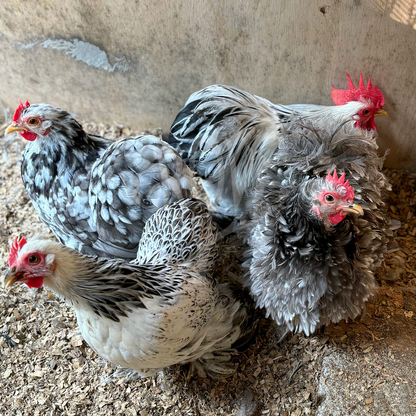 Pekin, Cochin Bantam, and Mini Cochin chickens are small, fluffy, and friendly breeds perfect for ornamental gardens, backyard flocks, and homesteads. Known for their gentle nature and compact size, these chickens are ideal for hobbyists and small spaces.