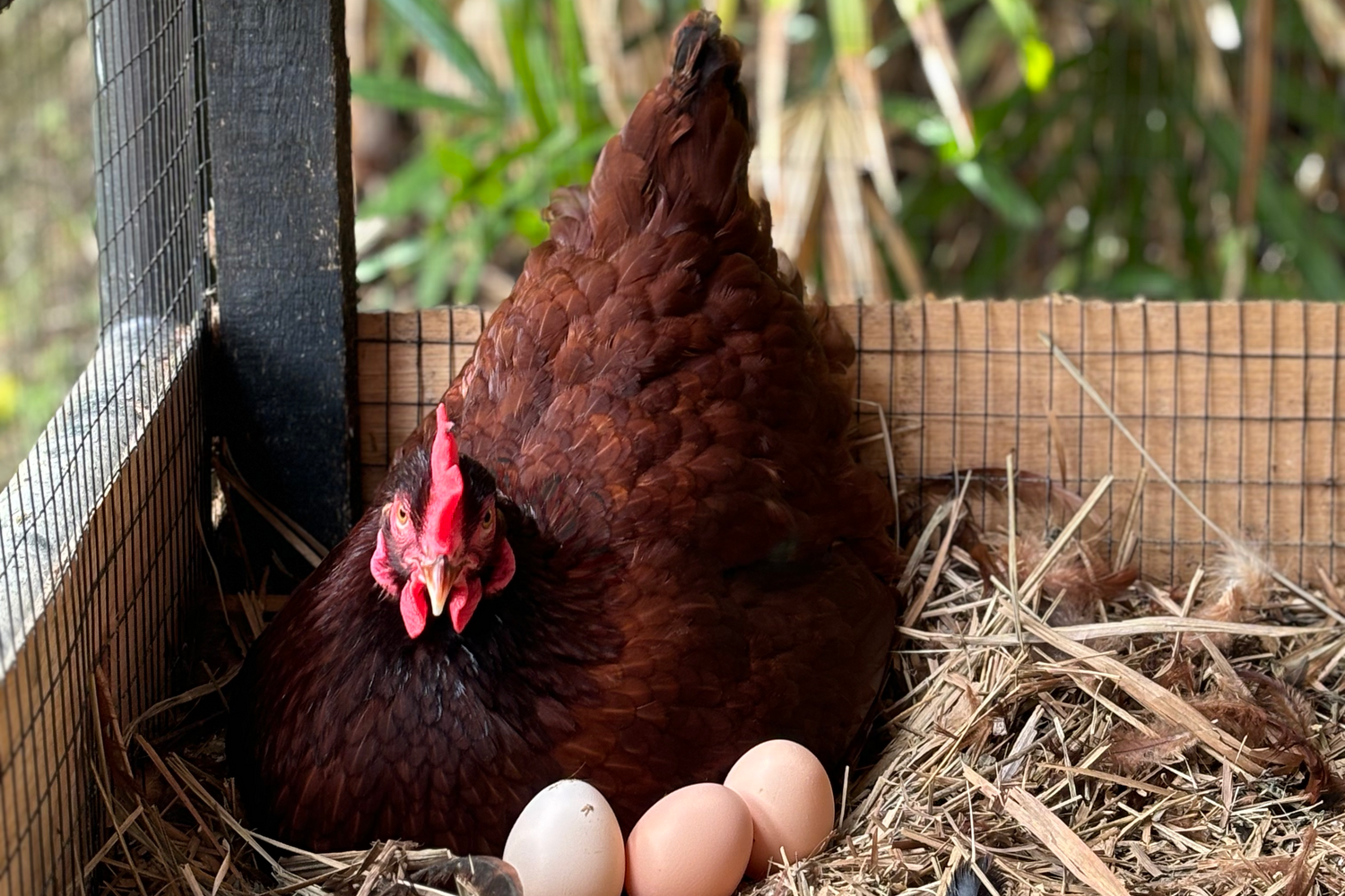 Brown hen sitting on eggs in a nest with a natural background