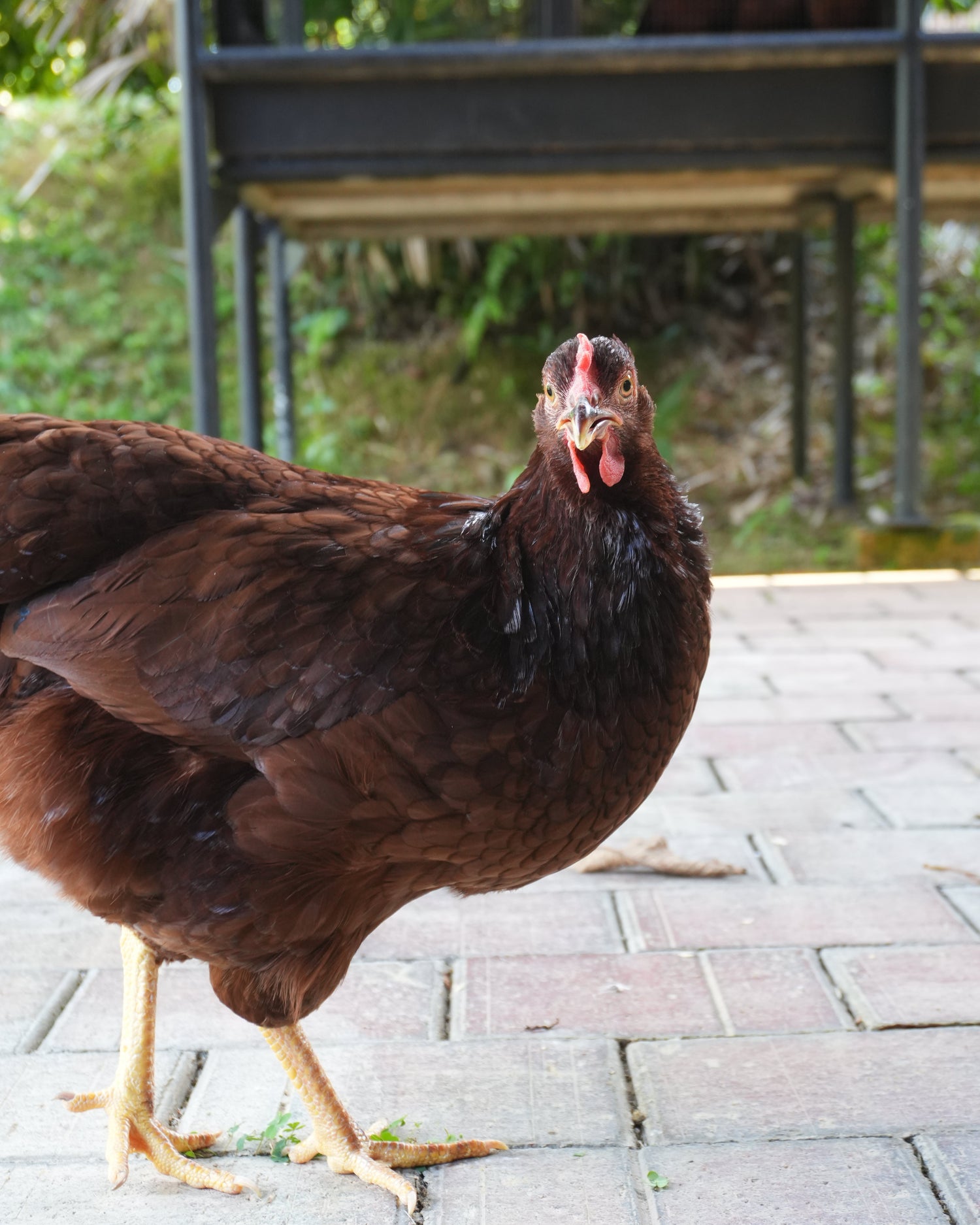 Brown chicken climbing a wall with greenery in the background