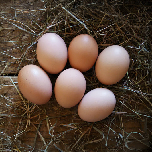 Telur ayam berbenih Rhode Island Red dari ladang kami mempunyai kadar penetasan sebanyak 80% di bawah keadaan optimum. Nota Penting: Kadar penetasan mungkin berbeza bergantung kepada kaedah pengeraman, kawalan suhu, dan cara pengendalian semasa penghantaran.