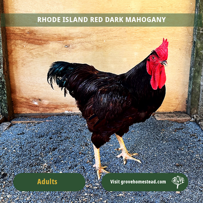 Rhode Island Red Dark Mahogany (Grove Champion Line)
