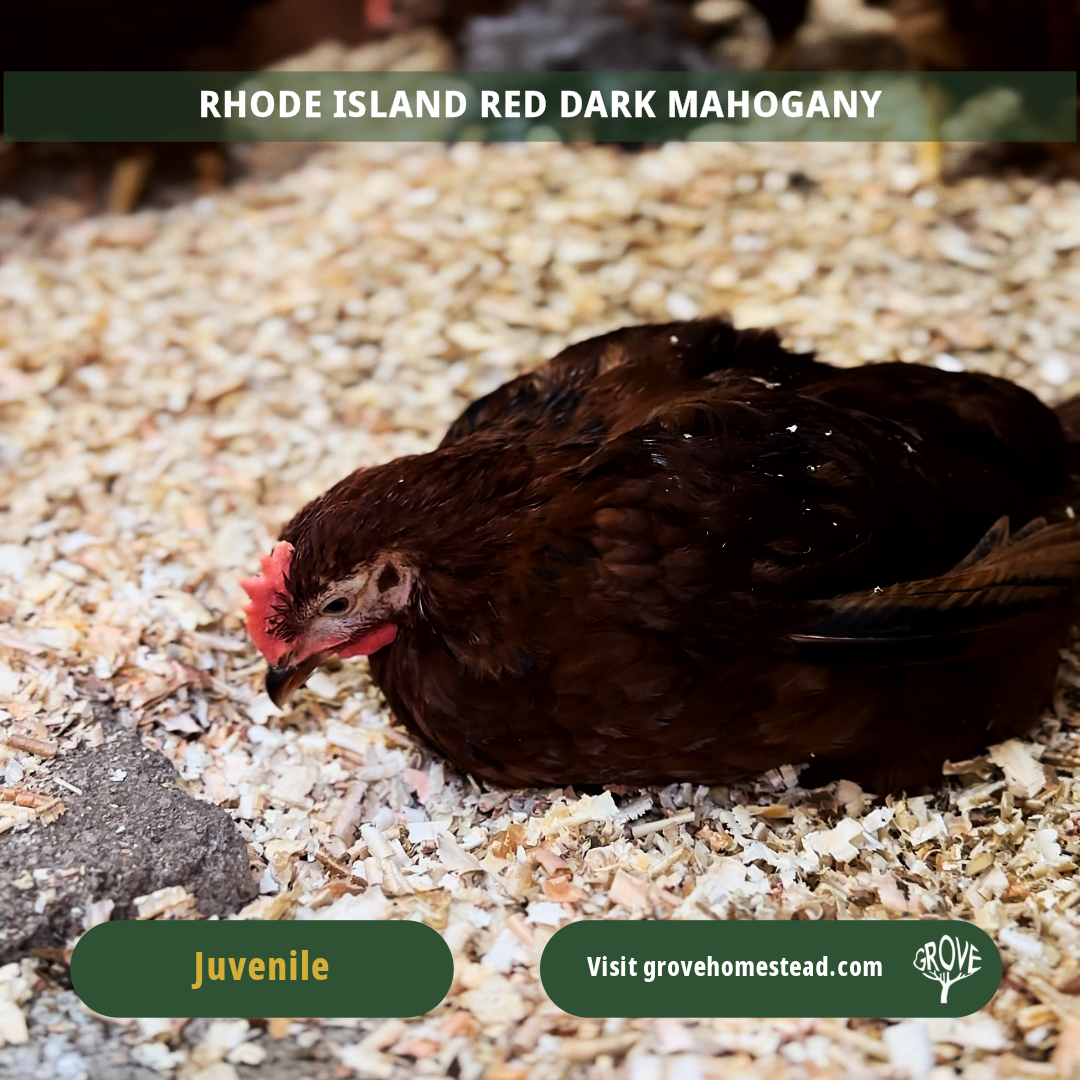 Rhode Island Red Dark Mahogany (Grove Champion Line)