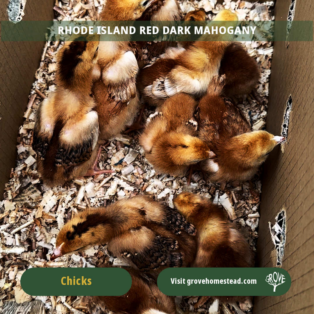 Rhode Island Red Dark Mahogany (Grove Champion Line)