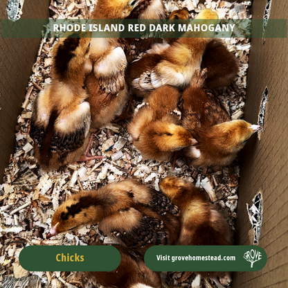 Rhode Island Red Dark Mahogany (Grove Champion Line)