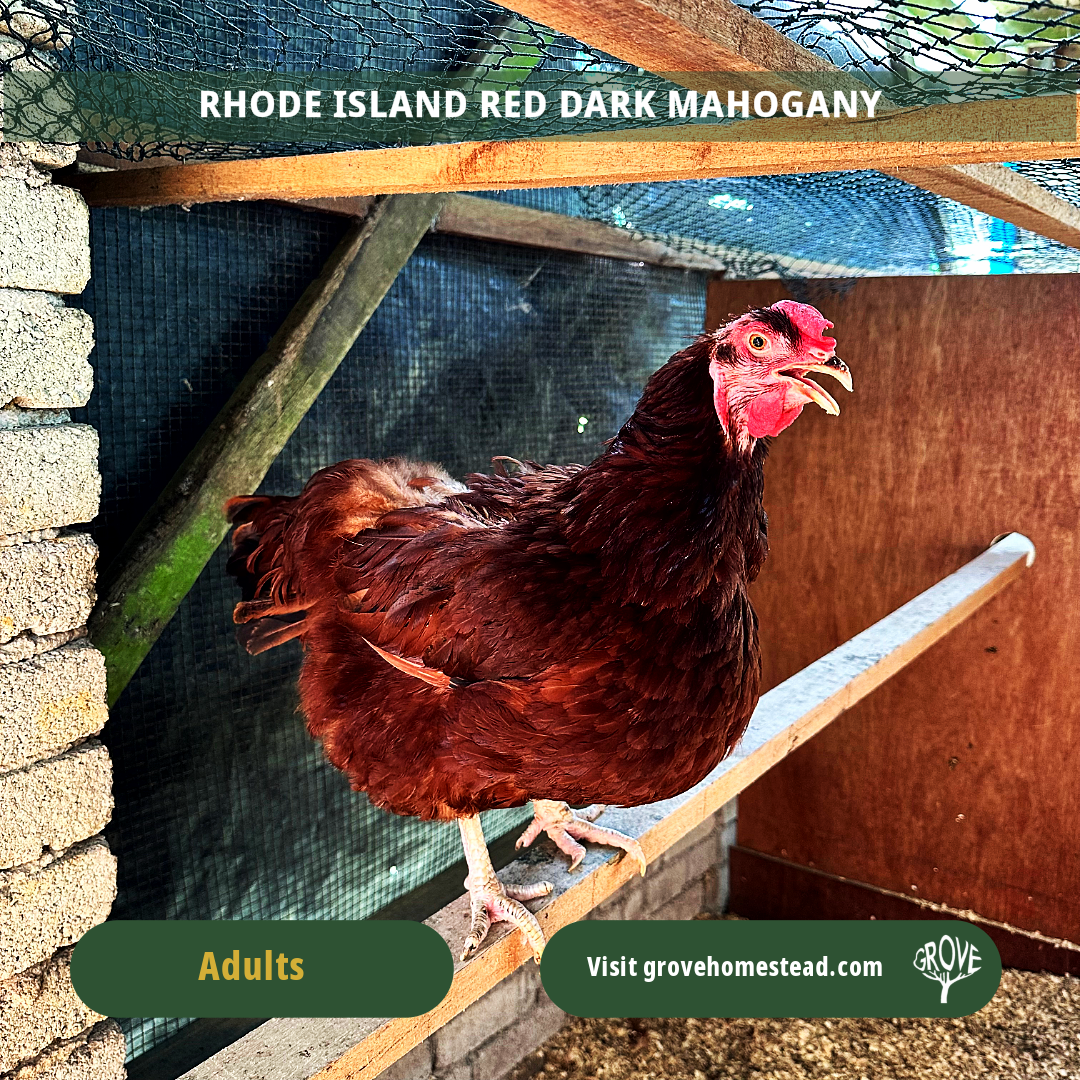 Rhode Island Red Dark Mahogany (Grove Champion Line)