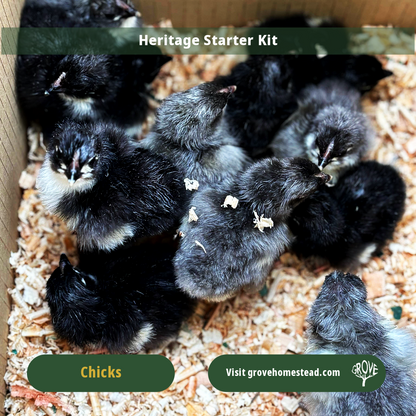 Heritage Chick Starter Kit