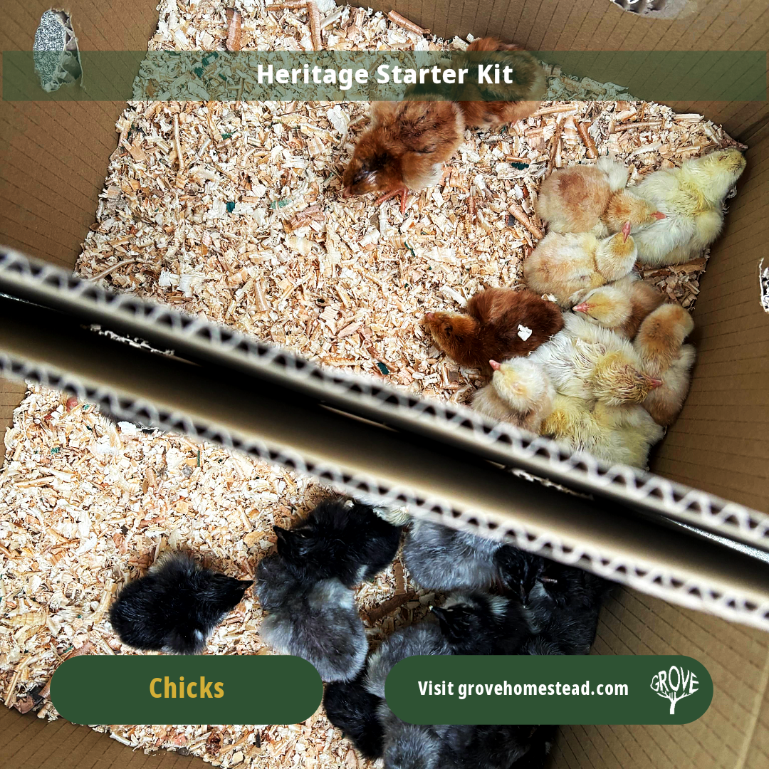 Heritage Chick Starter Kit