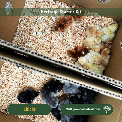 Heritage Chick Starter Kit